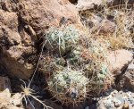 Click to enlarge Big Bend National Park, Texas, United States.