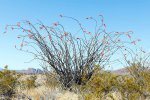 Click to enlarge Big Bend National Park, Texas, United States. Fouquieria splendens is a plant indigenous to the Sonoran Desert and Chihuahuan Desert in the Southwestern United States and northern Mexico. Ocotillo is not a true cactus.