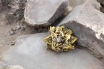 Click to enlarge Big Bend National Park, Texas, United States. Living rock cactus Ariocarpus fissuratus in the crevice between the stones