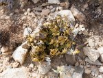 Click to enlarge Big Bend National Park, Texas, United States. Selaginella lepidophylla (syn. Lycopodium lepidophyllum) in the rocky soil