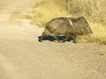 Click to enlarge Big Bend National Park, Texas, United States. Javelinas wander through camp areas.
