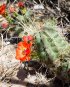 Click to enlarge Big Bend National Park, Texas, United States. Red flower and buds Cactus Echinocereus coccineus