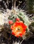 Click to enlarge Big Bend National Park, Texas, United States. Red flower and buds Cactus Echinocereus coccineus