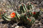 Click to enlarge Big Bend National Park, Texas, United States. Red flower and buds Cactus Echinocereus coccineus