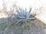 Click to enlarge Hiking trail at Diablo East