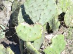 Click to enlarge Hiking trail at Diablo East. Prickly Pear Cactus.
