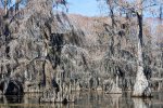 Click to enlarge Caddo Lake State Park, Texas, United States. Bald cypress (Taxodium distichum) in the lake and hanging with Spanish moss in a state park