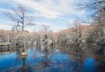 Click to enlarge Caddo Lake State Park, Texas, United States. Lake with bald cypress (Taxodium distichum) and hanging them with Spanish moss in a state park