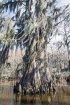 Click to enlarge Caddo Lake State Park, Texas, United States. Lake with bald cypress (Taxodium distichum) and hanging them with Spanish moss in a state park