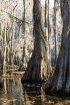 Click to enlarge Caddo Lake State Park, Texas, United States. Bald cypress trees (Taxodium distichum) and hanging them with Spanish moss in a state park