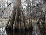 Click to enlarge Caddo Lake State Park, Texas, United States.