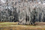 Click to enlarge Caddo Lake State Park, Texas, United States. Bald cypress with dangling strands with a Spanish moss in