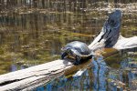Click to enlarge Caddo Lake State Park, Texas, United States. Pond slider (Pseudemys scripta)