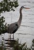 Click to enlarge Adolph Thomae Jr. County Park, Texas, United States.