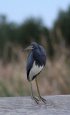 Click to enlarge Adolph Thomae Jr. County Park, Texas, United States.