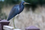 Click to enlarge Adolph Thomae Jr. County Park, Texas, United States.