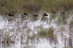 Click to enlarge Adolph Thomae Jr. County Park, Texas, United States.