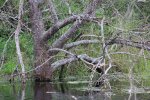 Click to enlarge Adolph Thomae Jr. County Park, Texas, United States.