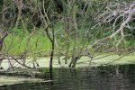 Click to enlarge Adolph Thomae Jr. County Park, Texas, United States.