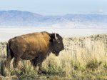 Click to enlarge Antelope Island State Park, Utah, United States. Bison on a background of mountains