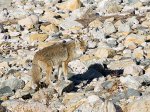Click to enlarge Antelope Island State Park, Utah, United States. Coyote (Canis latrans) in winter fur coat on a background of stones