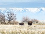 Click to enlarge Antelope Island State Park, Utah, United States. Flocks of starlings buffalo and trees