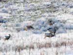Click to enlarge Antelope Island State Park, Utah, United States. Mule deer