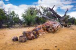 Click to enlarge Escalante Petrified Forest State Park, Utah, United States. Large sections of petrified wood at Escalante Petrified Forest State Park, Utah