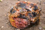 Click to enlarge Escalante Petrified Forest State Park, Utah, United States. Large section of petrified wood at Escalante Petrified Forest State Park, Utah