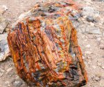 Click to enlarge Escalante Petrified Forest State Park, Utah, United States. Large section of petrified wood at Escalante Petrified Forest State Park, Utah