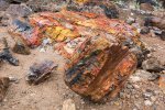 Click to enlarge Escalante Petrified Forest State Park, Utah, United States. Petrified Wood
