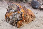 Click to enlarge Escalante Petrified Forest State Park, Utah, United States. Petrified Wood