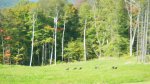 Coolidge State Park, Vermont, United States. View from Pavilion in Picnic Area - Wild Turkeys