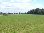 Belle Isle State Park, Virginia, United States. BISP view from main park road across field toward playground and beach area