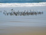 False Cape State Park, Virginia, United States. 