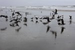 Click to enlarge Cape Disappointment State Park, Washington, United States.