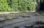 Bruceport County Park, Washington, United States. 