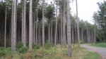 Click to enlarge Lake Wissota State Park, Wisconsin, United States. A bunch of tall pine trees.