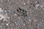 Click to enlarge Council Grounds State Park, Wisconsin, United States. An animal print. Raccoon?