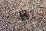Click to enlarge Council Grounds State Park, Wisconsin, United States. Deer track.