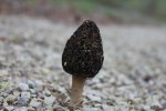 Click to enlarge Peninsula State Park, Wisconsin, United States. A mushroom.