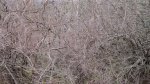 Click to enlarge Peninsula State Park, Wisconsin, United States. An interesting mess of brambles and brush.