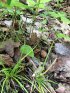 Click to enlarge Peninsula State Park, Wisconsin, United States. Frog on a trail at the nature center.