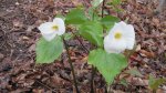 Click to enlarge Peninsula State Park, Wisconsin, United States. Some flowers.