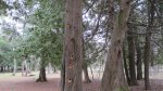 Click to enlarge Peninsula State Park, Wisconsin, United States. Some woodpeckers really liked this poor tree.