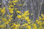 Click to enlarge Peninsula State Park, Wisconsin, United States. Yellow buds.