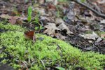 Click to enlarge Potawatomi State Park, Wisconsin, United States.