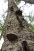 Click to enlarge Potawatomi State Park, Wisconsin, United States. Fungus growing on the tree.