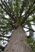 Click to enlarge Potawatomi State Park, Wisconsin, United States. Great pine trees.