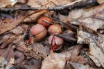 Click to enlarge Potawatomi State Park, Wisconsin, United States. Sprouting acorns.